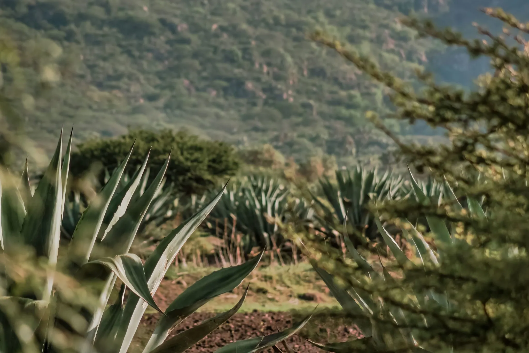 Agave plants growing on hillside with mountains in background