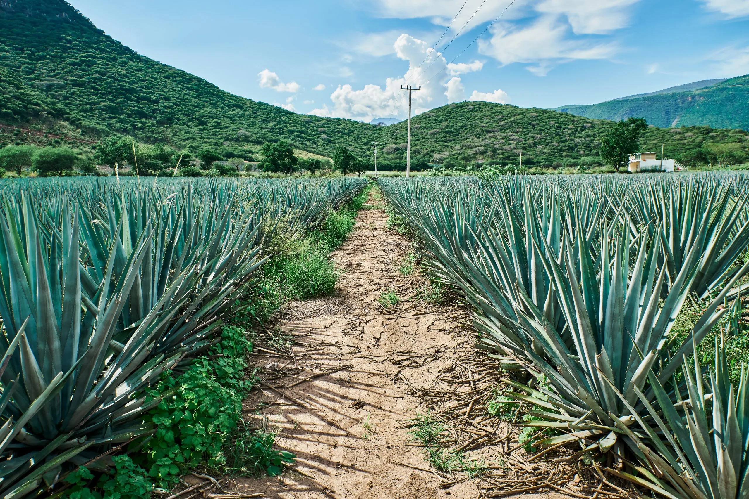 Blue agave plantation rows with dirt path leading to hills