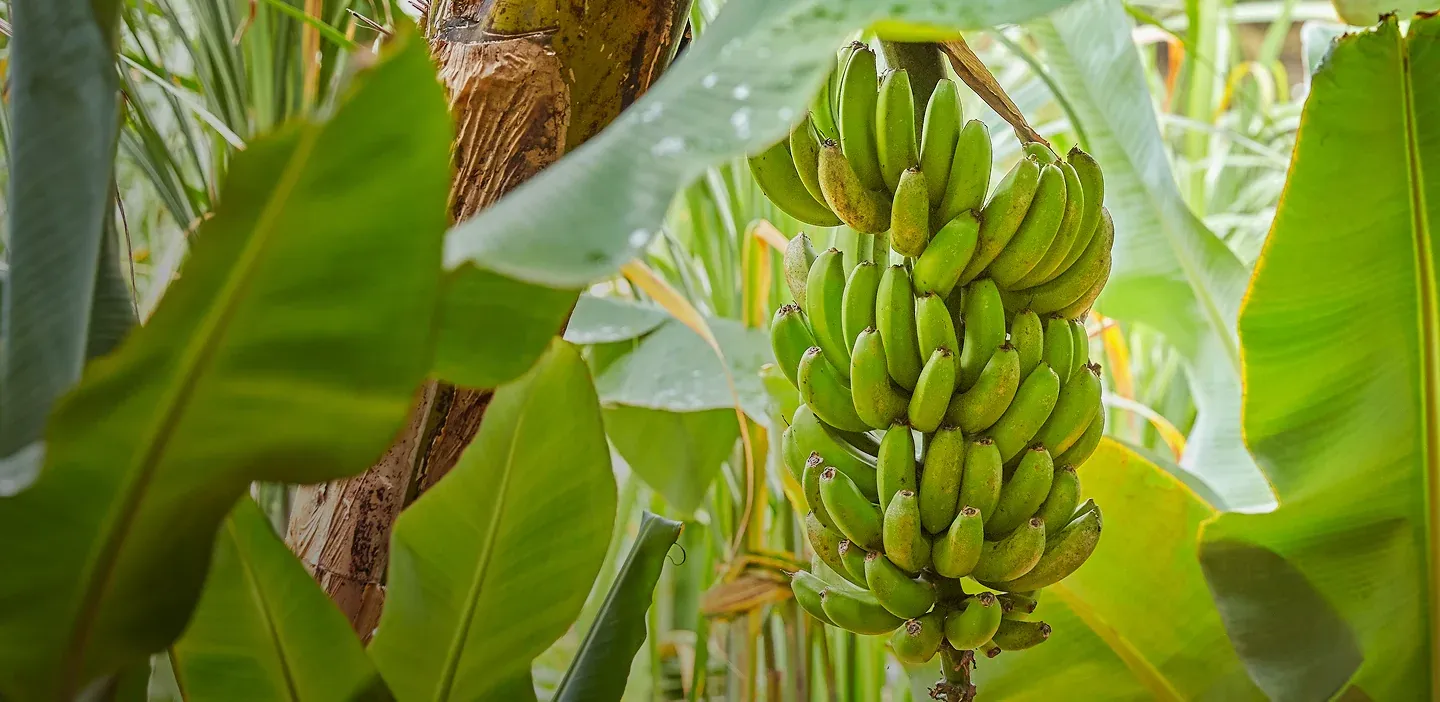 Plantain tree with hanging fruit bunch landscape background desktop
