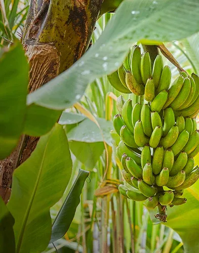 Plantain tree with hanging fruit bunch background mobile crop