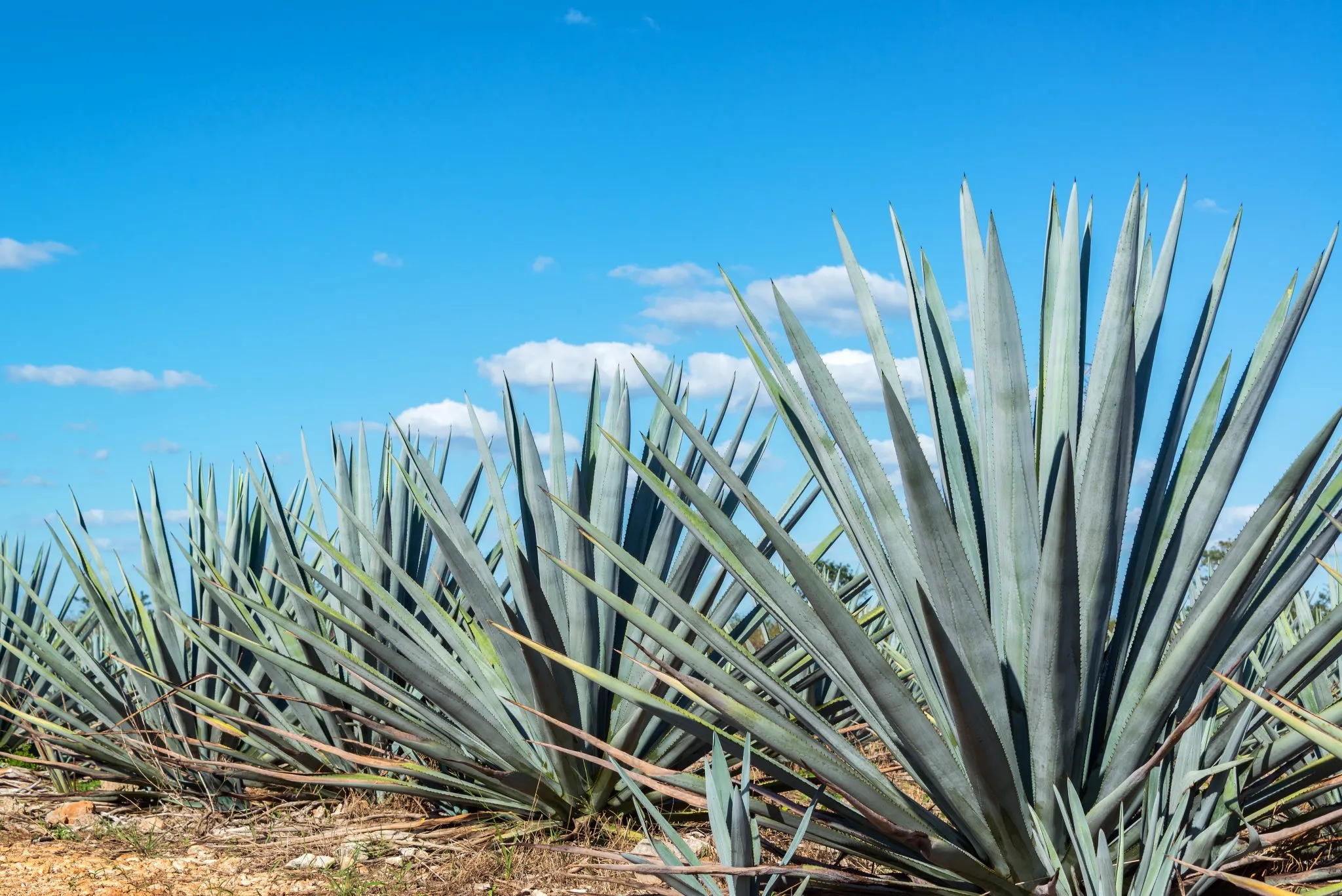 Blue agave spikes against bright sky