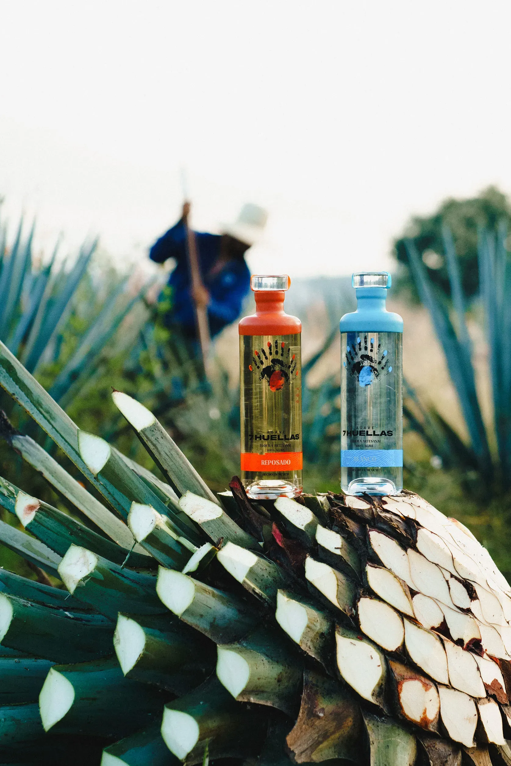 Blanco and Reposado bottles on agave piña with jimador in background