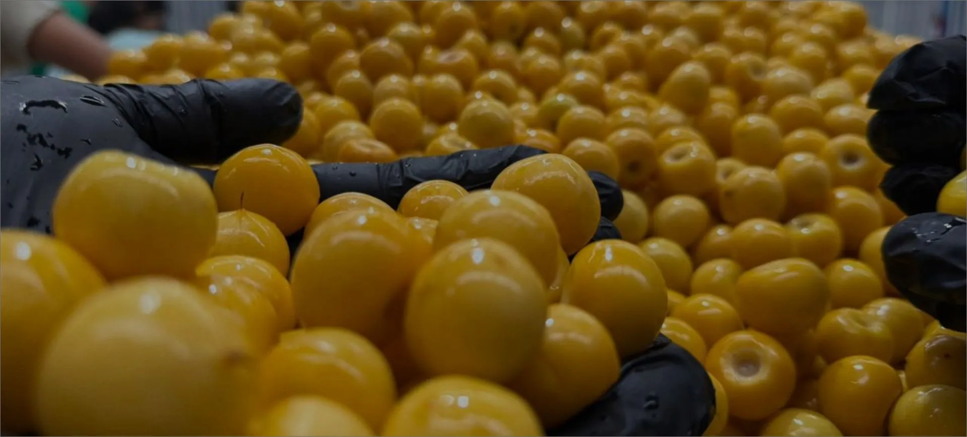 Bulk ripe nanche fruit being sorted by workers on a production line