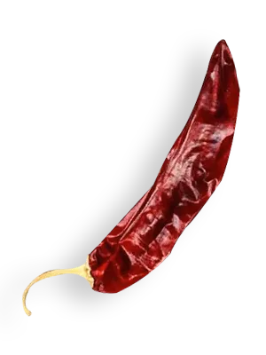 Single dried paprika chile pepper close-up on white background