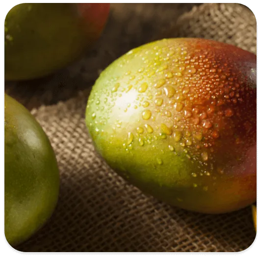 Fresh mangos with water droplets resting on burlap cloth