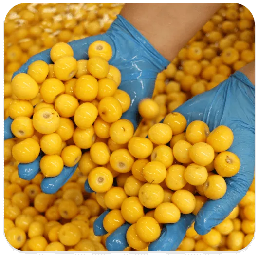 Gloved hands holding a handful of ripe yellow nanche fruit during processing