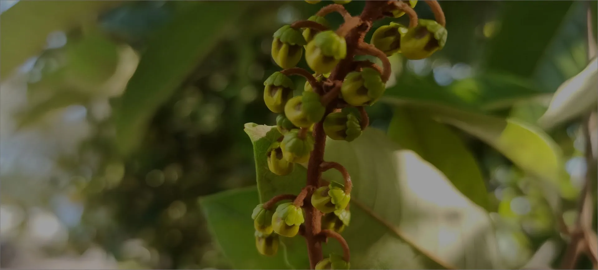 Green unripe nanche buds growing on a tree branch