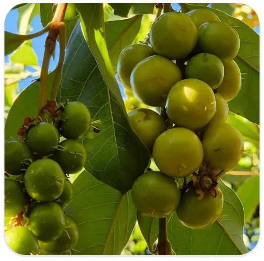 Cluster of green nanche fruit ripening on the tree among leaves