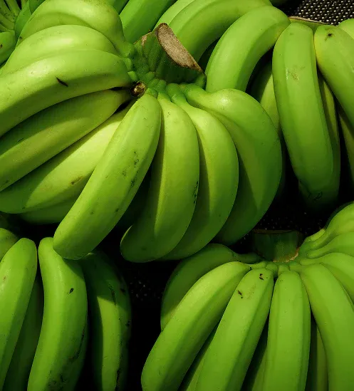 Close-up of fresh green plantain bunches