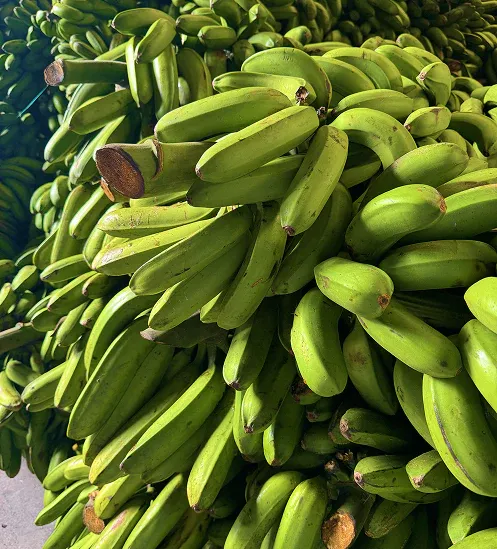 Pile of freshly harvested green plantain bunches