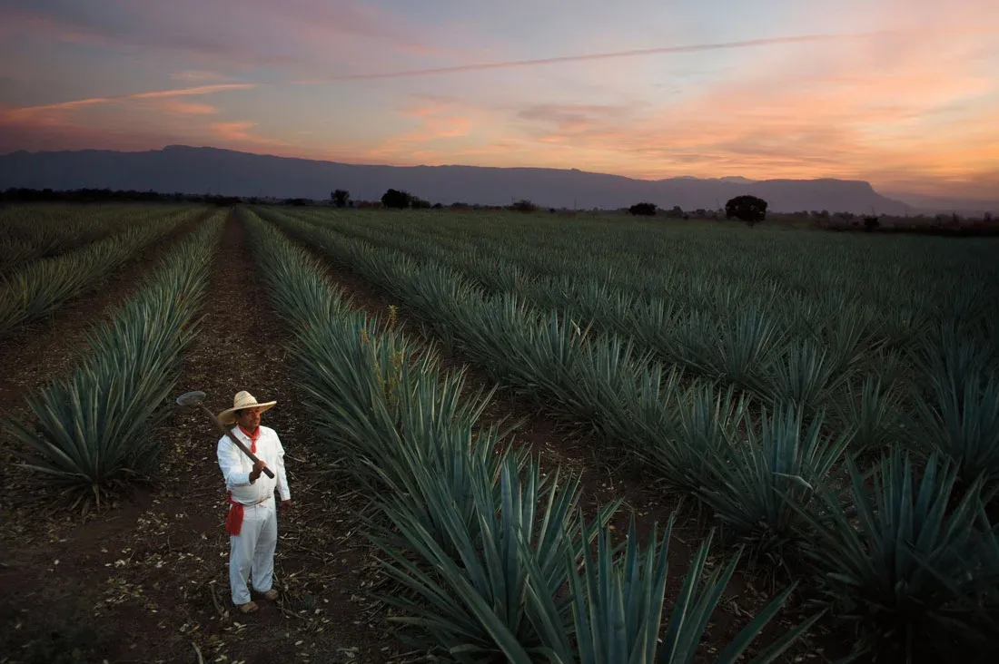 Jimador in white clothes standing in agave field at sunset with mountains