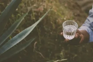 Hand holding glass of mezcal near agave plant outdoors