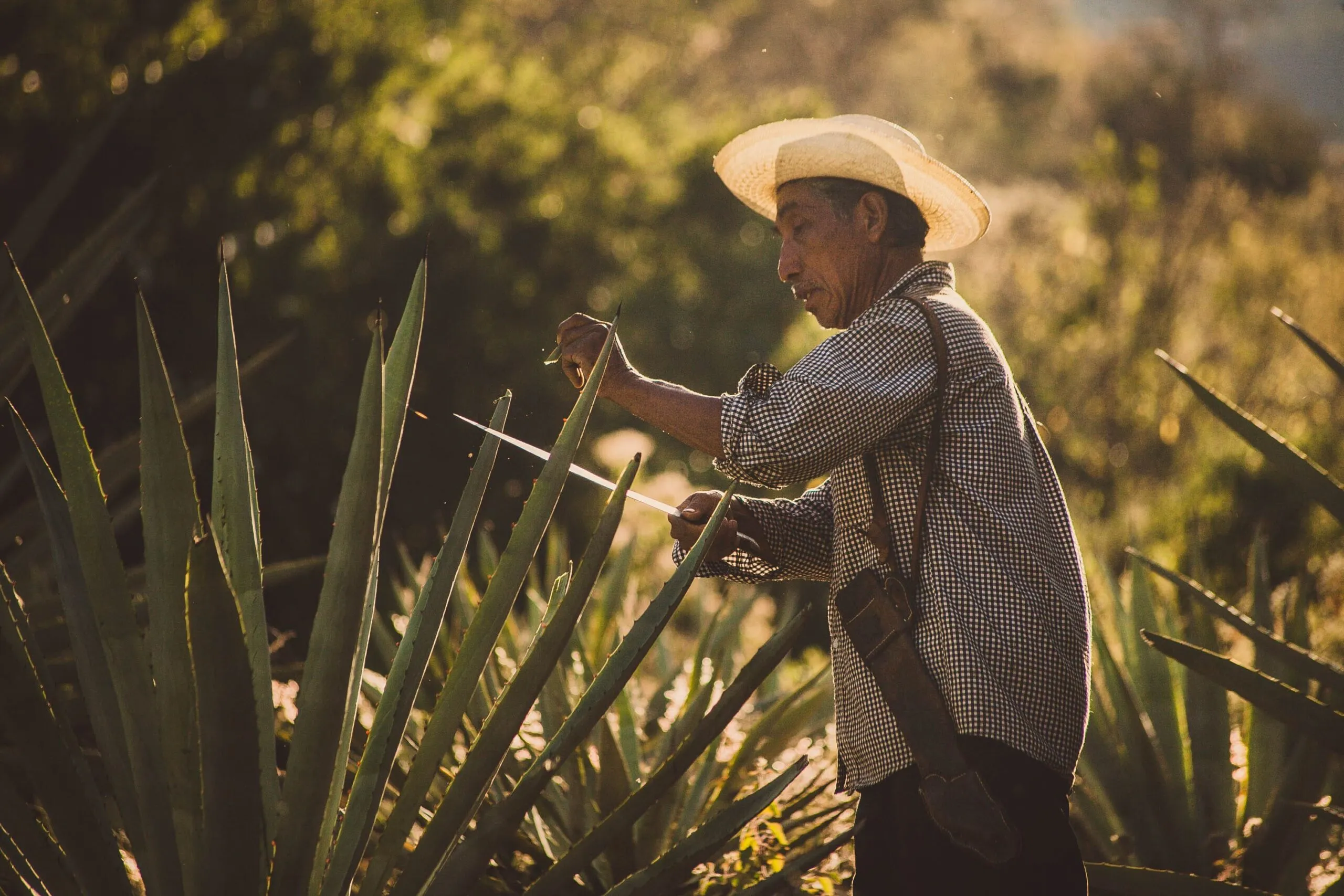 Mezcalero harvesting agave with machete at golden hour sunset