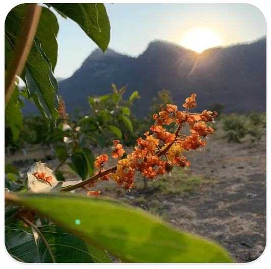 Nanche flower blossom at sunset with mountains in the background
