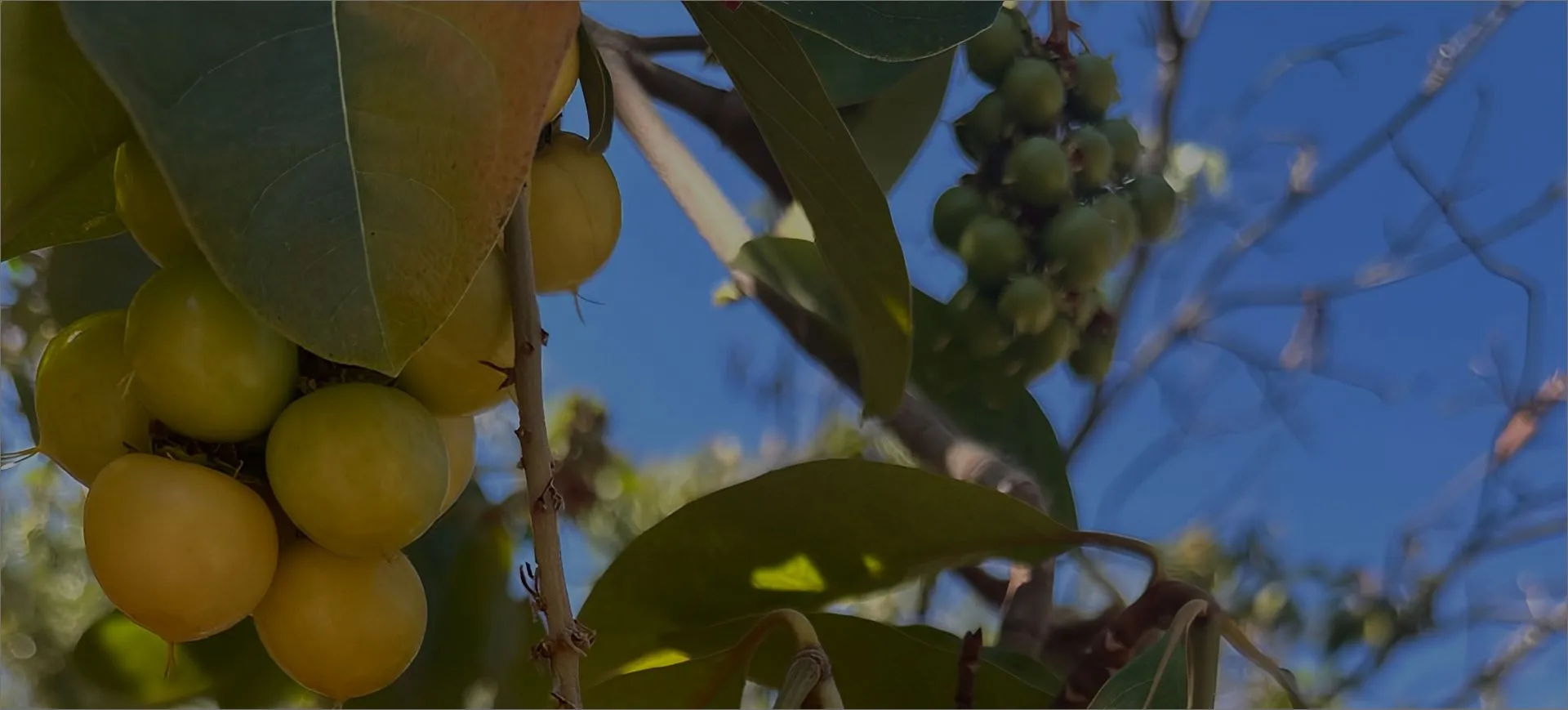 Cluster of ripe yellow nanche fruit on a tree branch against blue sky