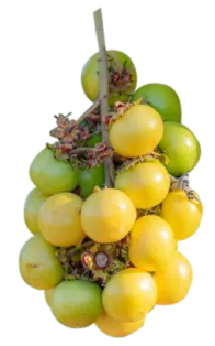 Nanche fruit cluster with both ripe yellow and unripe green fruits on the branch