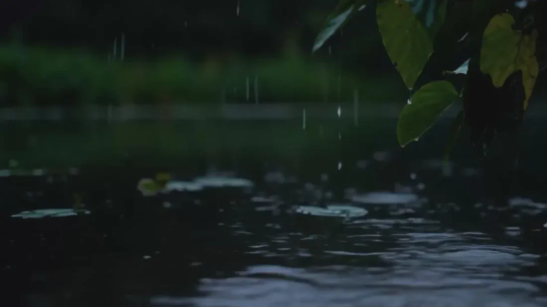 Raindrops falling onto a pond surface with green leaves in the foreground