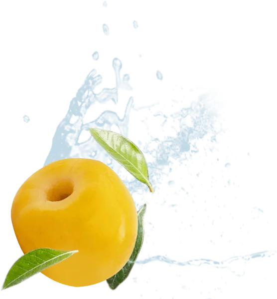 Single ripe yellow nanche fruit with water splash and green leaves