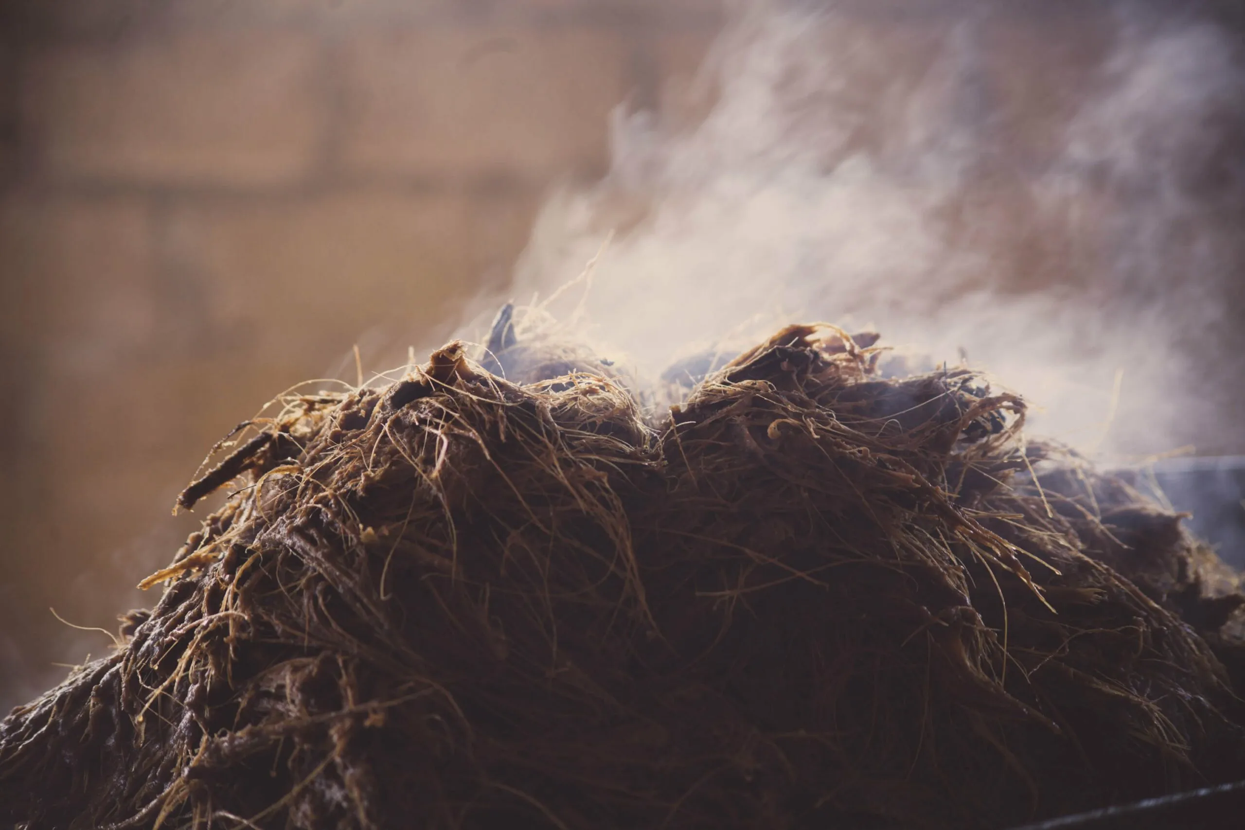 Smoking roasted agave fibers close-up after pit roasting
