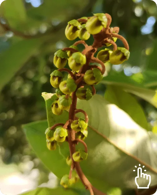Close-up of unripe green nanche buds growing on a tree branch