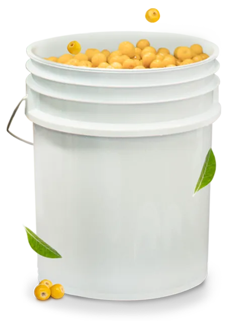 White five-gallon bucket filled with whole ripe yellow nanche fruit