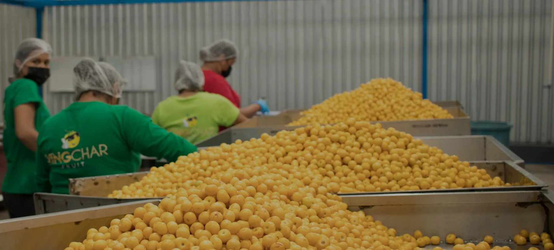 Workers sorting large quantities of nanche fruit at a processing facility