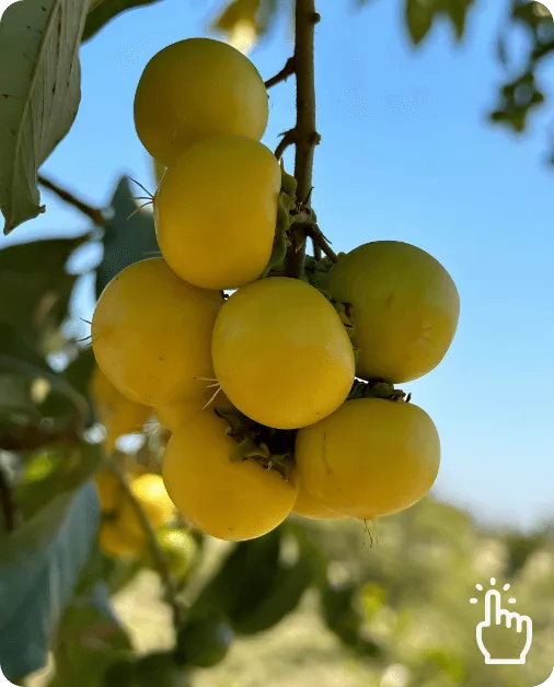Cluster of ripe yellow nanche fruit hanging from a branch against clear blue sky